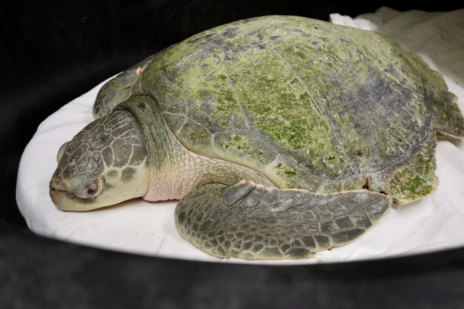 Sea Turtle Hospital Patient – Howie - Clearwater Marine Aquarium