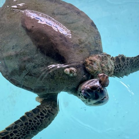 green sea turtle nick miller