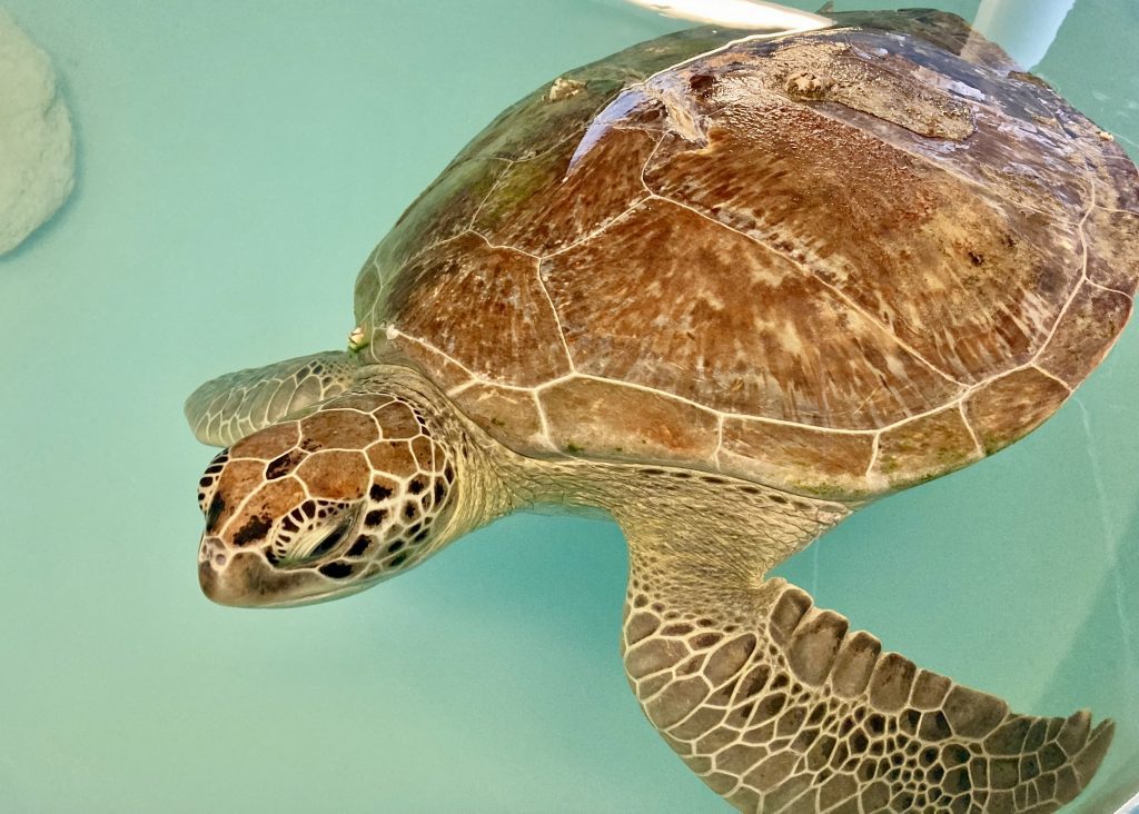 green sea turtle patient moira rose