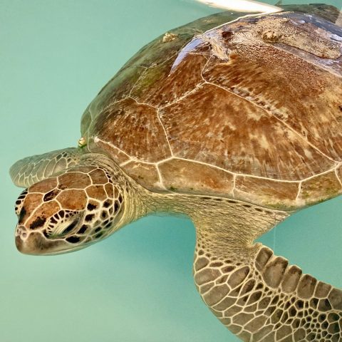 green sea turtle patient moira rose
