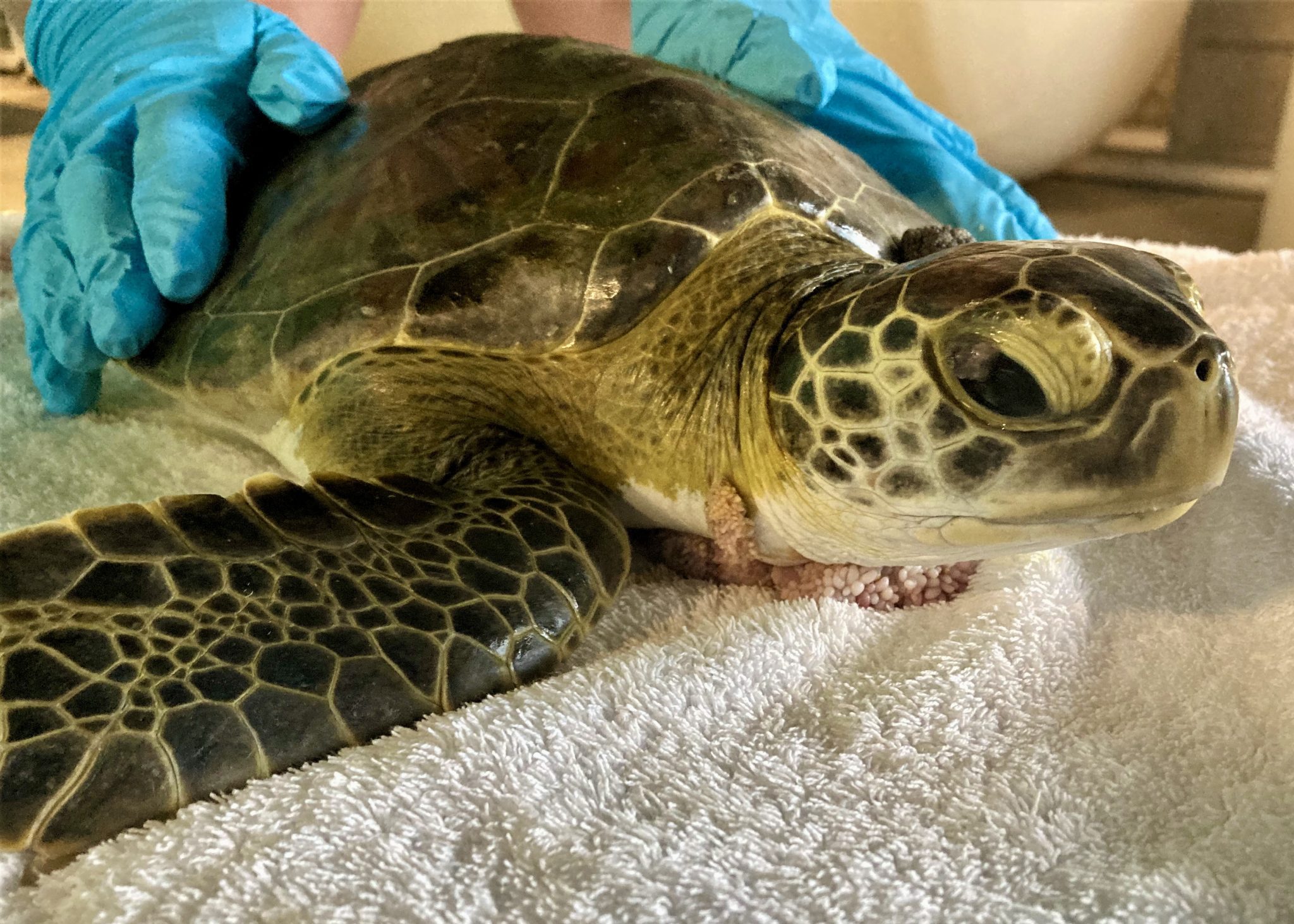 Sea Turtle Hospital Patient – Iggy - Clearwater Marine Aquarium