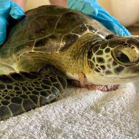 green sea turtle Iggy