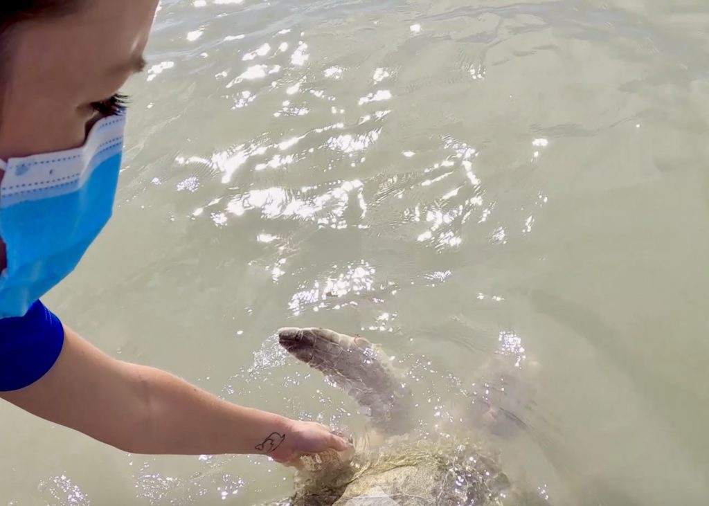 kemp's ridley sea turtle