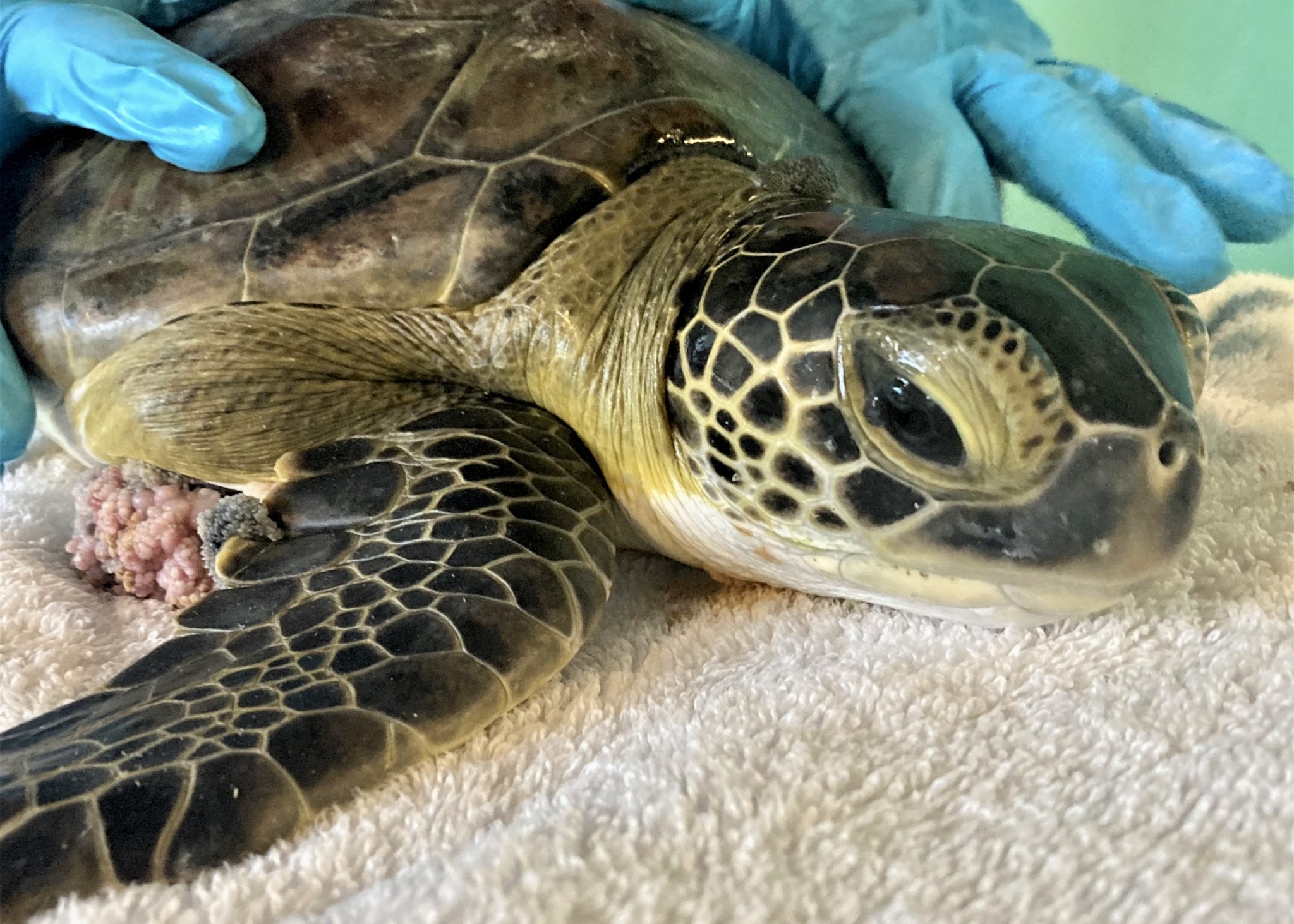 Sea Turtle Hospital Patient – Jess - Clearwater Marine Aquarium