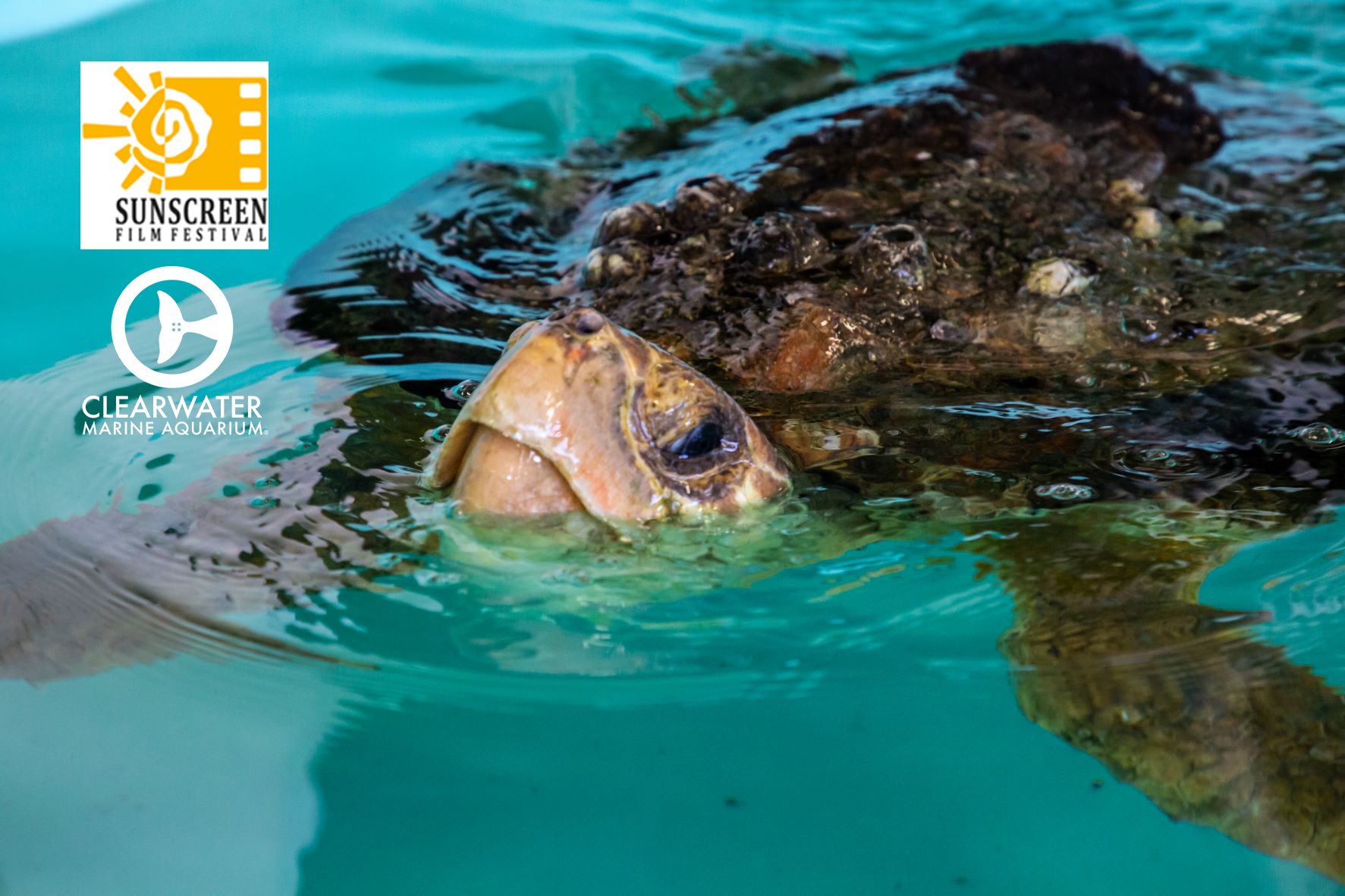 Clearwater Marine Aquarium & Sunscreen Film Festival Announce