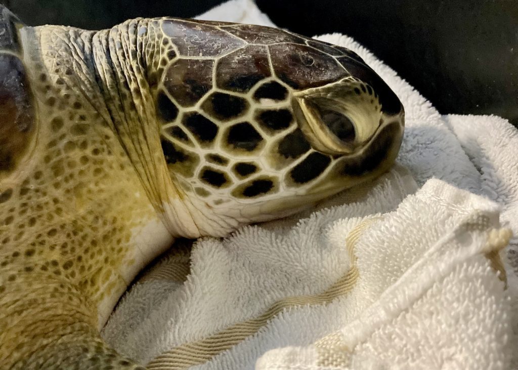 green sea turtle