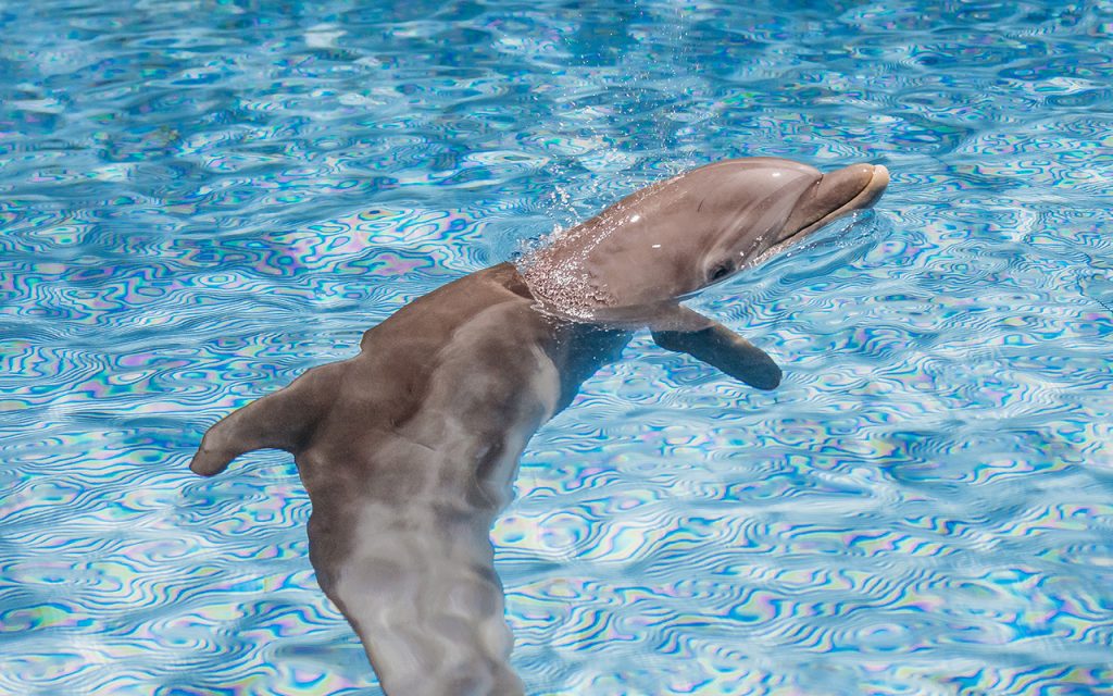 Clearwater Marine Aquarium to Welcome Rescued Rough-Toothed Dolphin