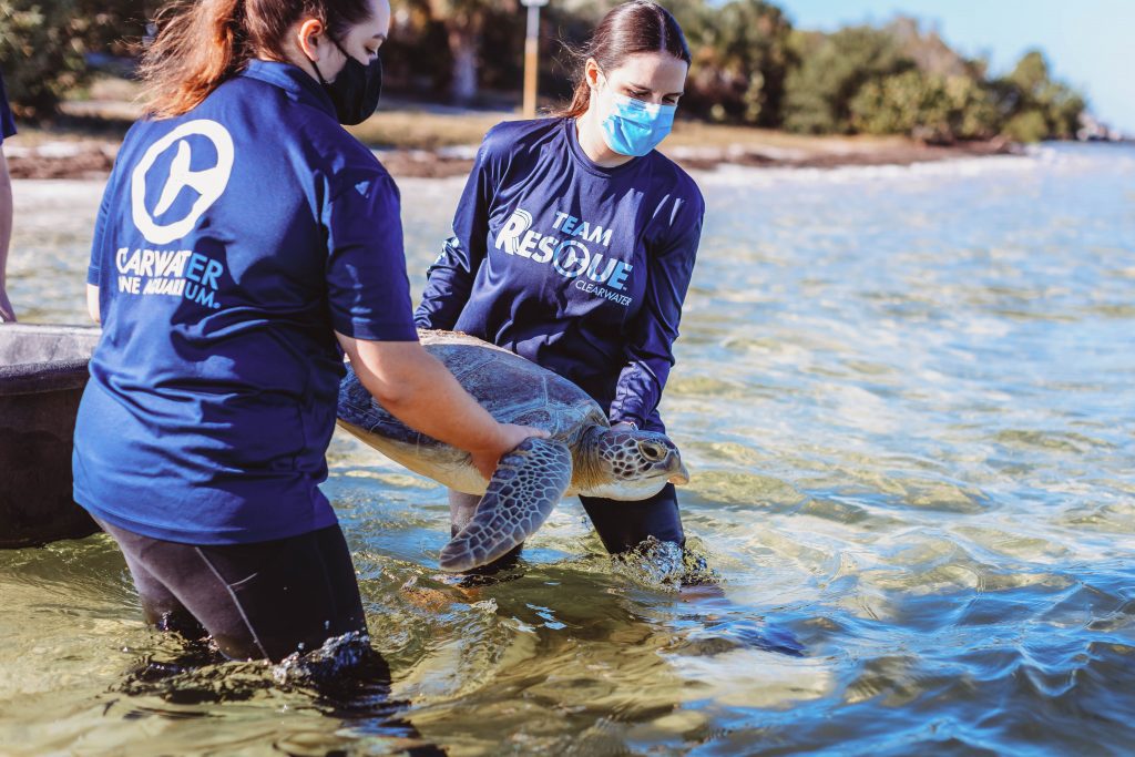 green sea turtle release