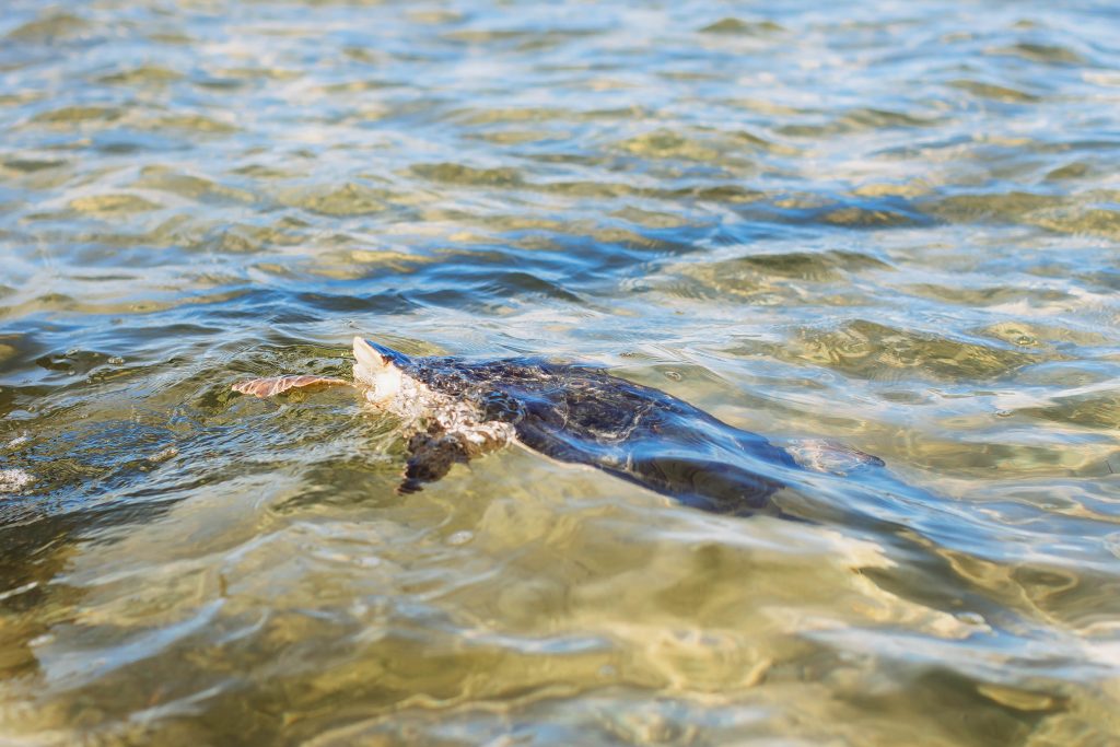 green sea turtle release