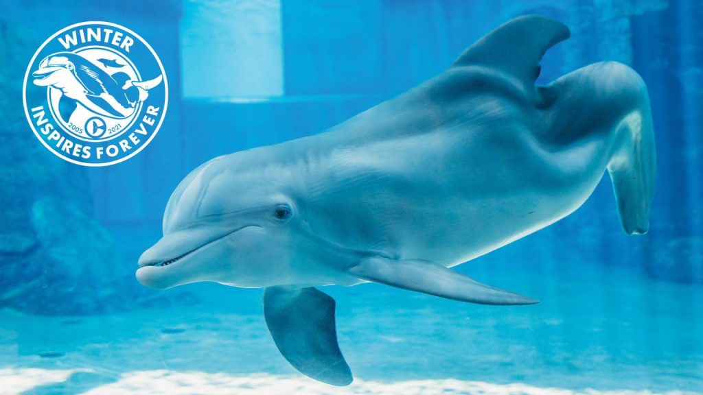 Clearwater Marine Aquarium Announces Winter the Dolphin's Legacy