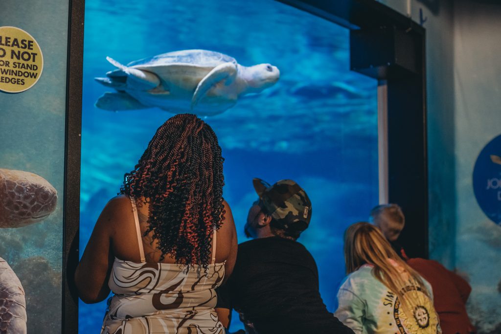 50th Anniversary Vacation Special Admission - Clearwater Marine Aquarium