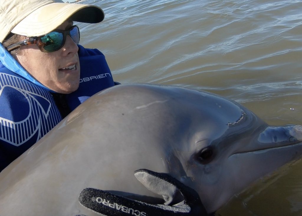 entangled dolphin calf