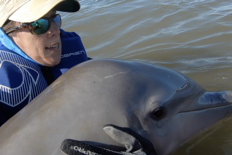 entangled dolphin calf