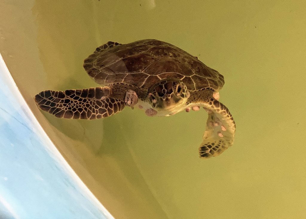 Sea Turtle Hospital Patient – Papaya - Clearwater Marine Aquarium