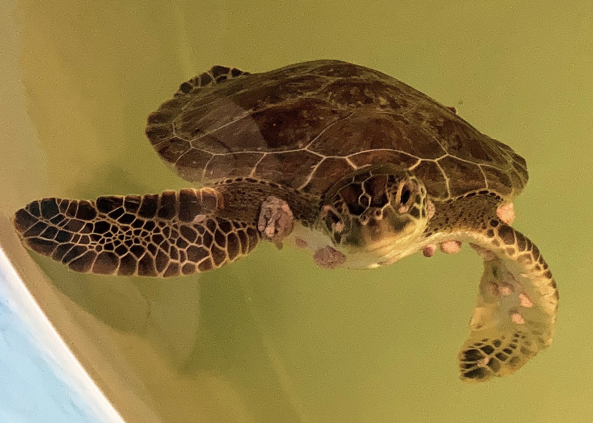 Green Sea Turtle - Papaya - Clearwater Marine Aquarium