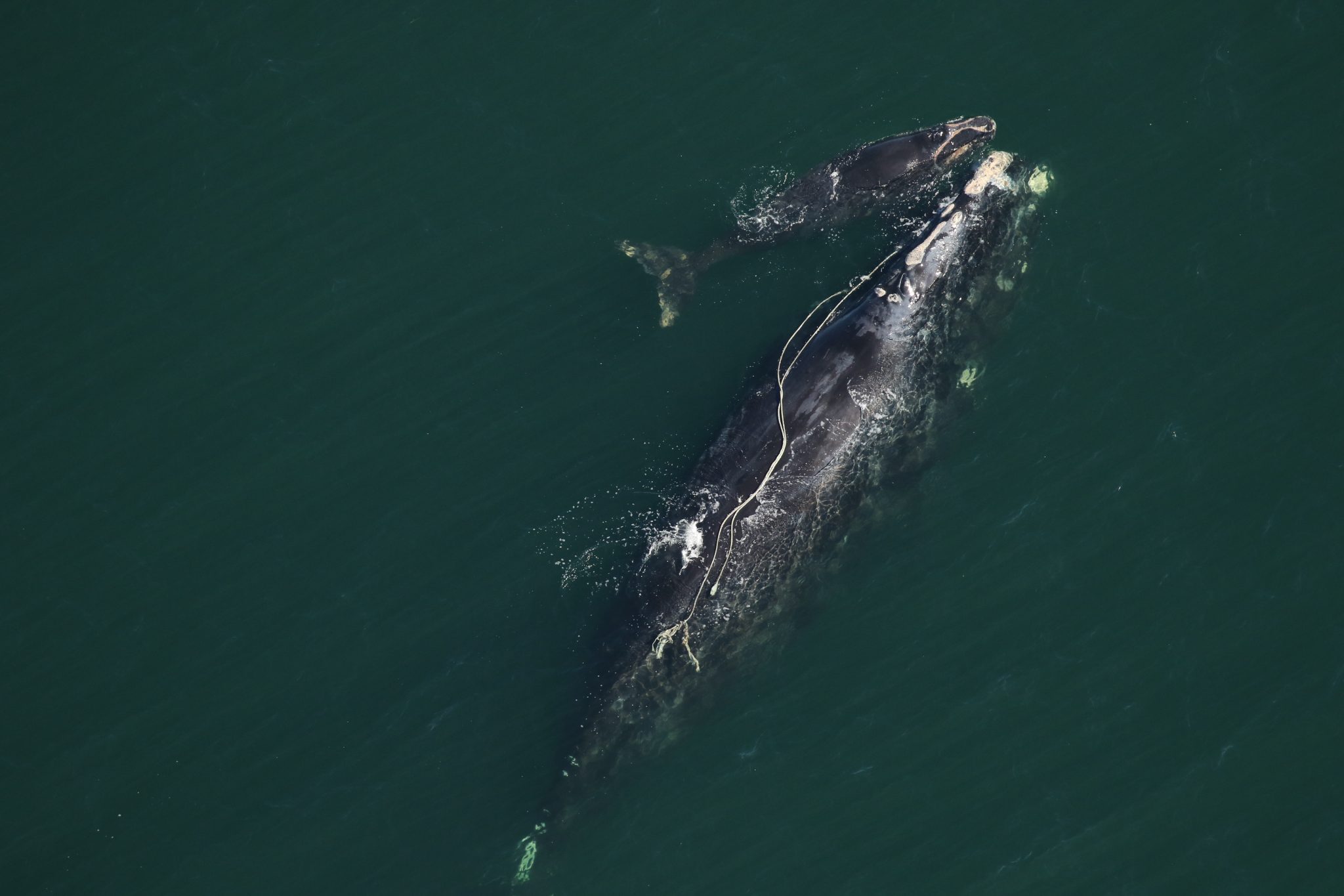 2021-2022 Right Whale Calving Season - Clearwater Marine Aquarium