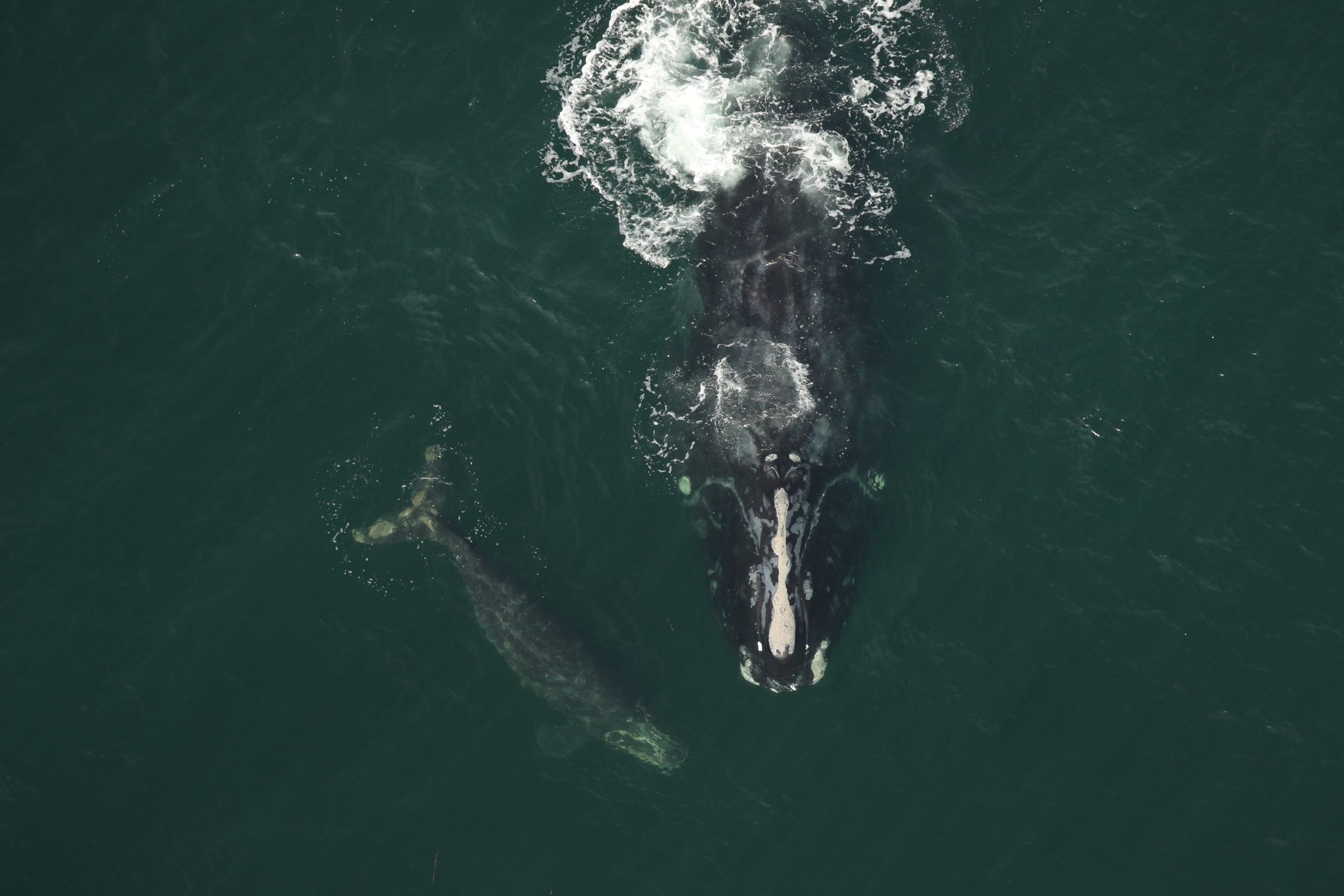 2021-2022 Right Whale Calving Season - Clearwater Marine Aquarium