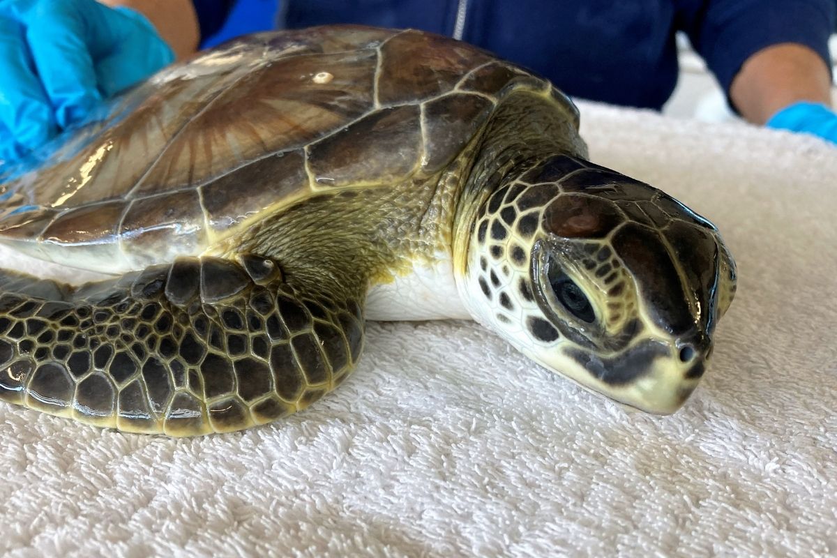 Sea Turtle Hospital Patient – Wilson - Clearwater Marine Aquarium