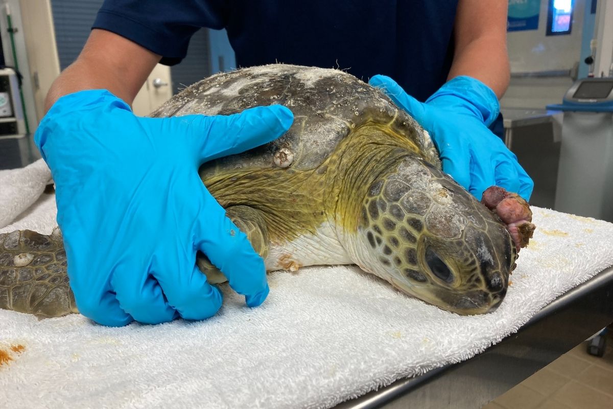 Sea Turtle Hospital Patient – Garlic - Clearwater Marine Aquarium