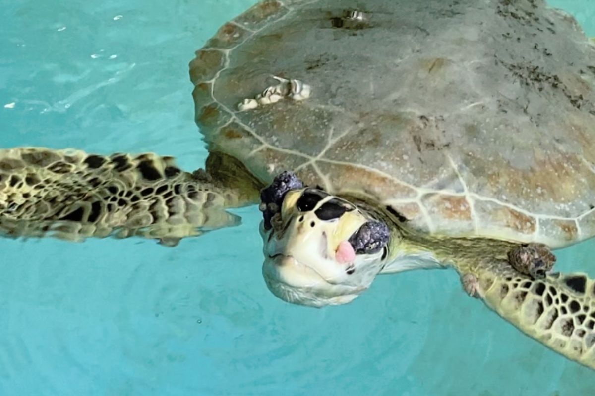 Sea Turtle Hospital Patient – Carbonara - Clearwater Marine Aquarium