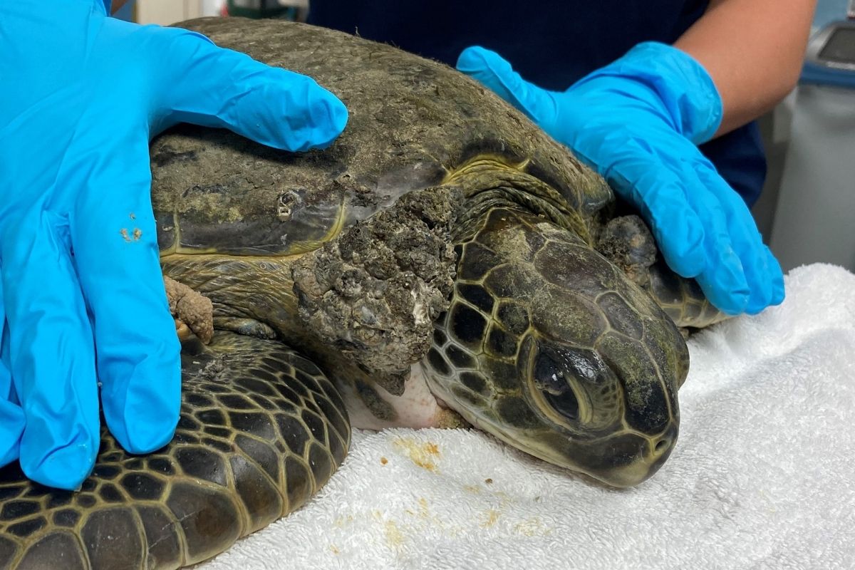 Sea Turtle Hospital Patient – Dijon - Clearwater Marine Aquarium