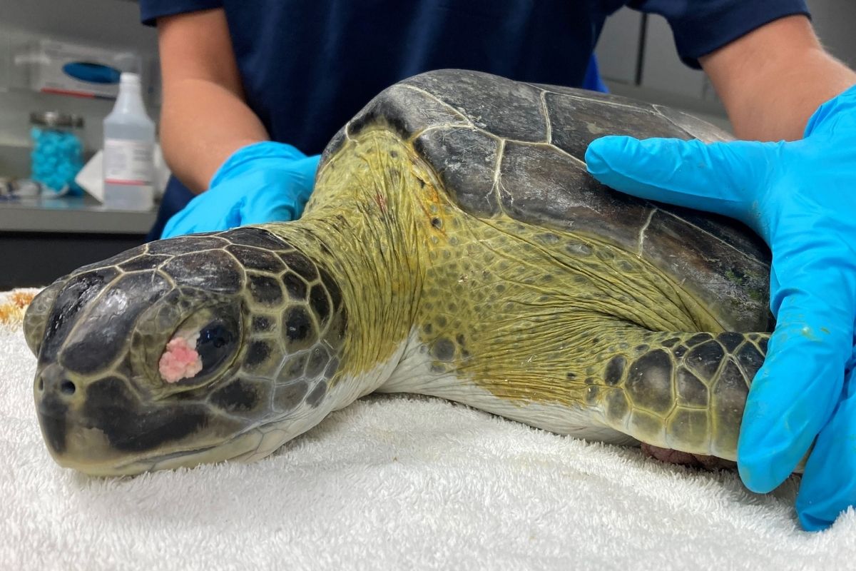 Sea Turtle Hospital Patient – Lucky 31 - Clearwater Marine Aquarium