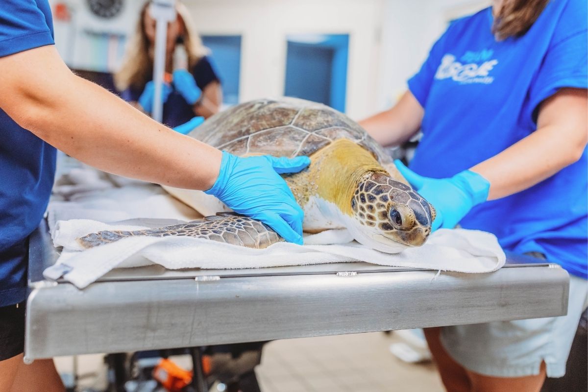 Sea Turtle Hospital Patient – Jelly Bean - Clearwater Marine Aquarium