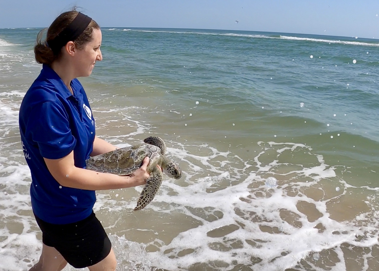 5 Sea Turtles Released Across Florida - Clearwater Marine Aquarium
