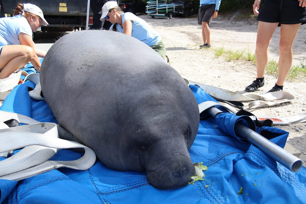 Paprika, manatee