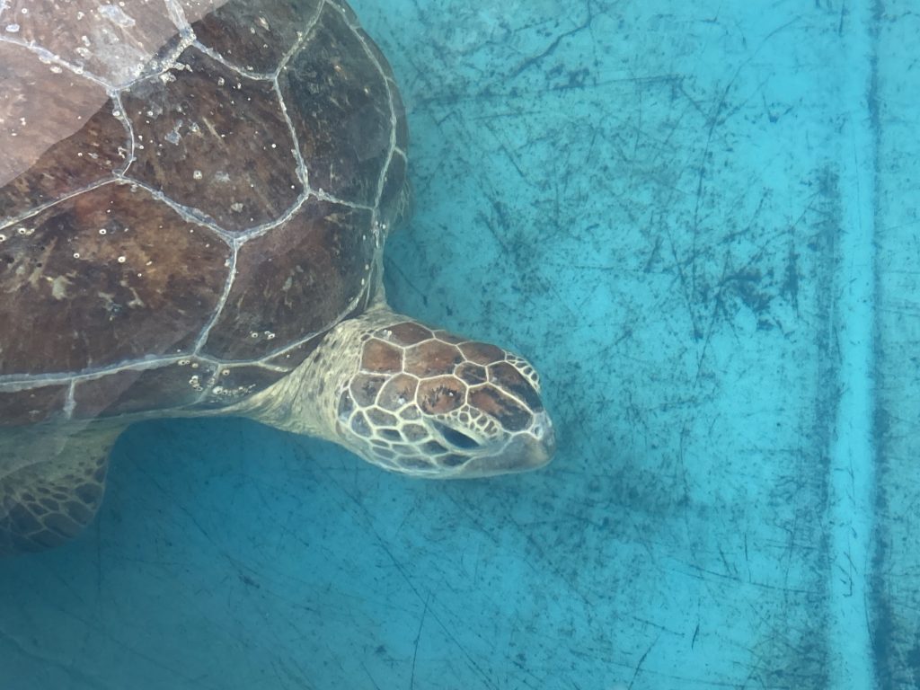 Turtle Ranches Green Sea Turtle - Ranch - Clearwater Marine Aquarium
