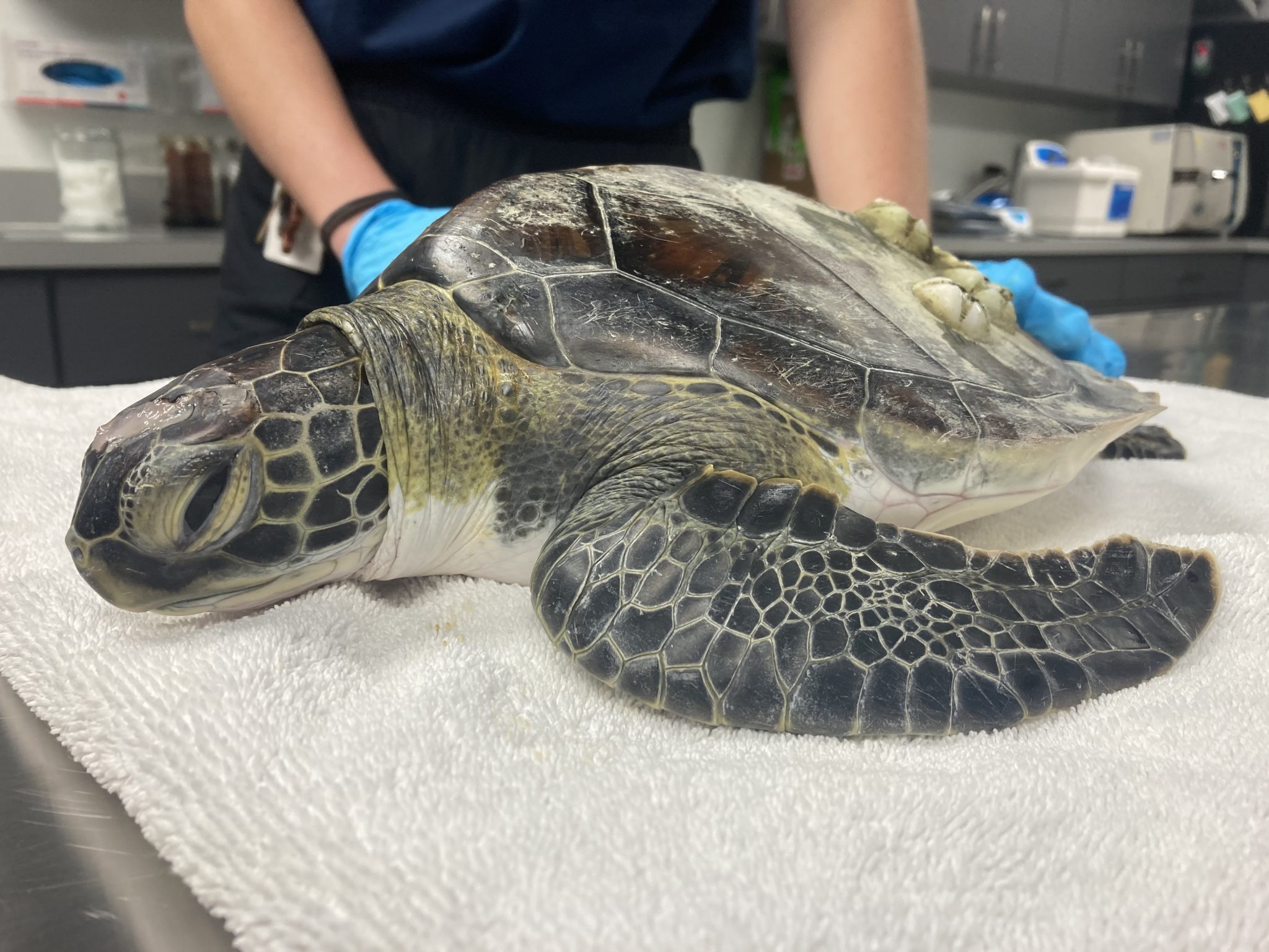 Sea Turtle Hospital Patient – Wasabi - Clearwater Marine Aquarium