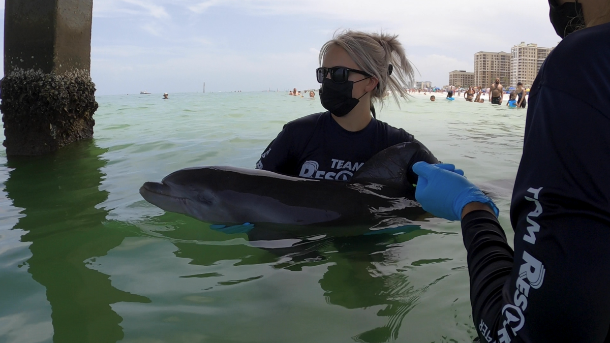 Cma Rescue Team Helps Rescue Entangled Dolphin Calf Clearwater Marine