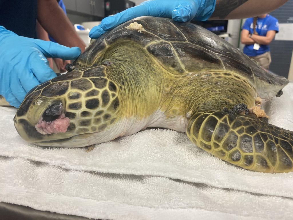 Sea Turtle Hospital Patient – Acadia - Clearwater Marine Aquarium