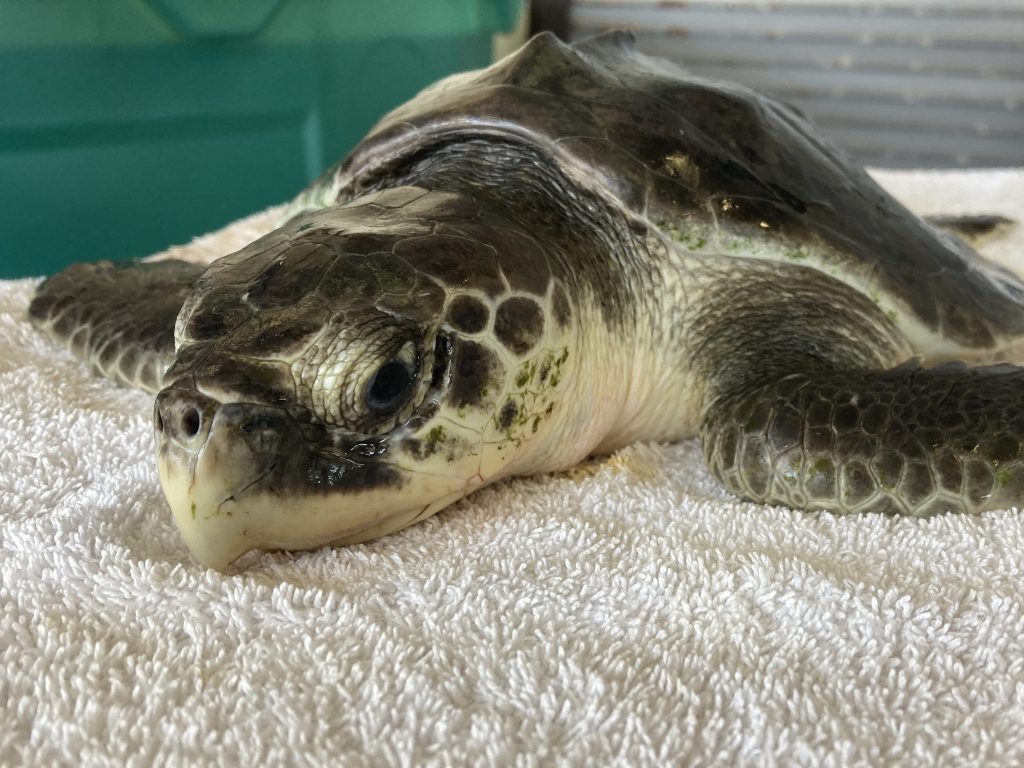 Sea Turtle Hospital Patient – Biscayne - Clearwater Marine Aquarium