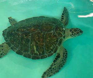 Sea Turtle Hospital Patient – Denali - Clearwater Marine Aquarium