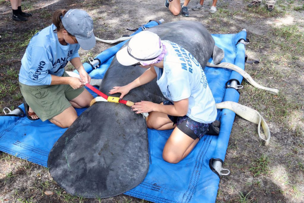 Manatee tagging Inigo