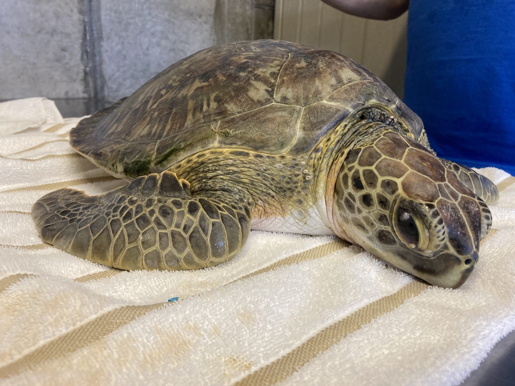 Sea Turtle Hospital Patient – Carlsbad - Clearwater Marine Aquarium