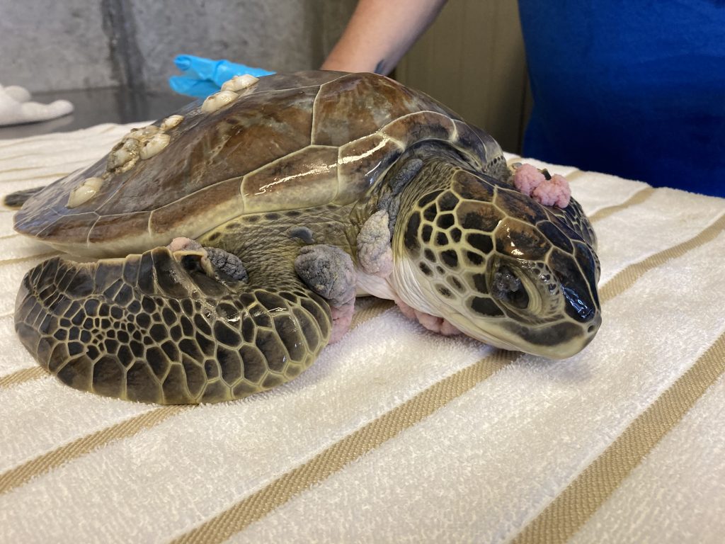 Green Sea Turtle - Harper's Ferry - Clearwater Marine Aquarium