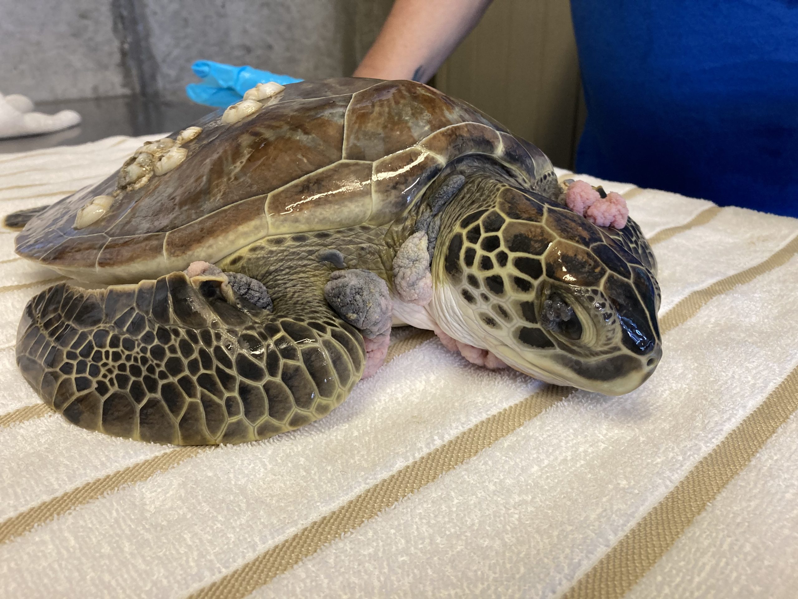 Rescue, Rehab, Release - Clearwater Marine Aquarium