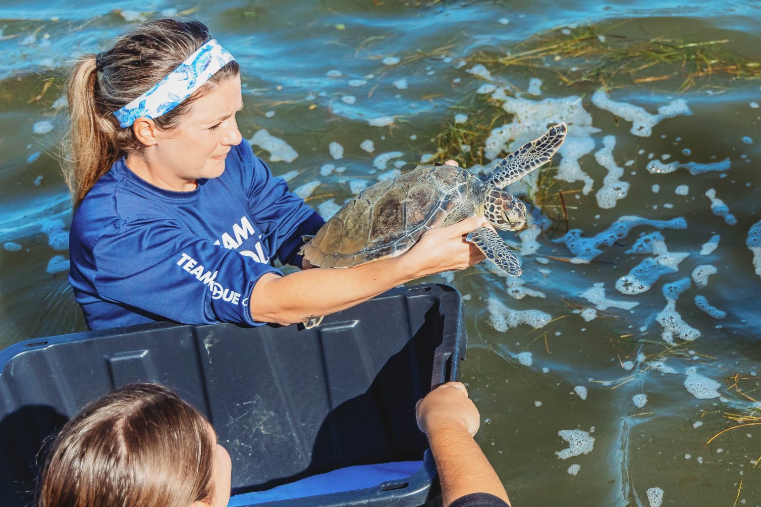 3 Sea Turtles Released on the Gulf Coast - Clearwater Marine Aquarium