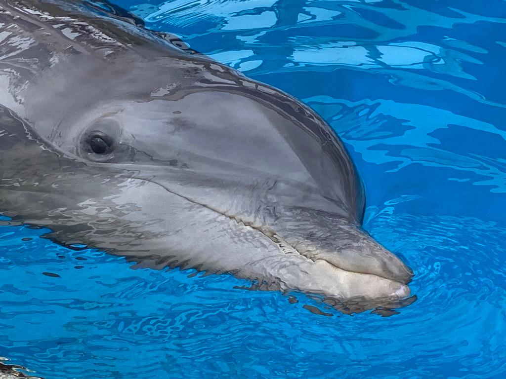 Izzy The Dolphin Finds A Forever Home At Clearwater Marine Aquarium