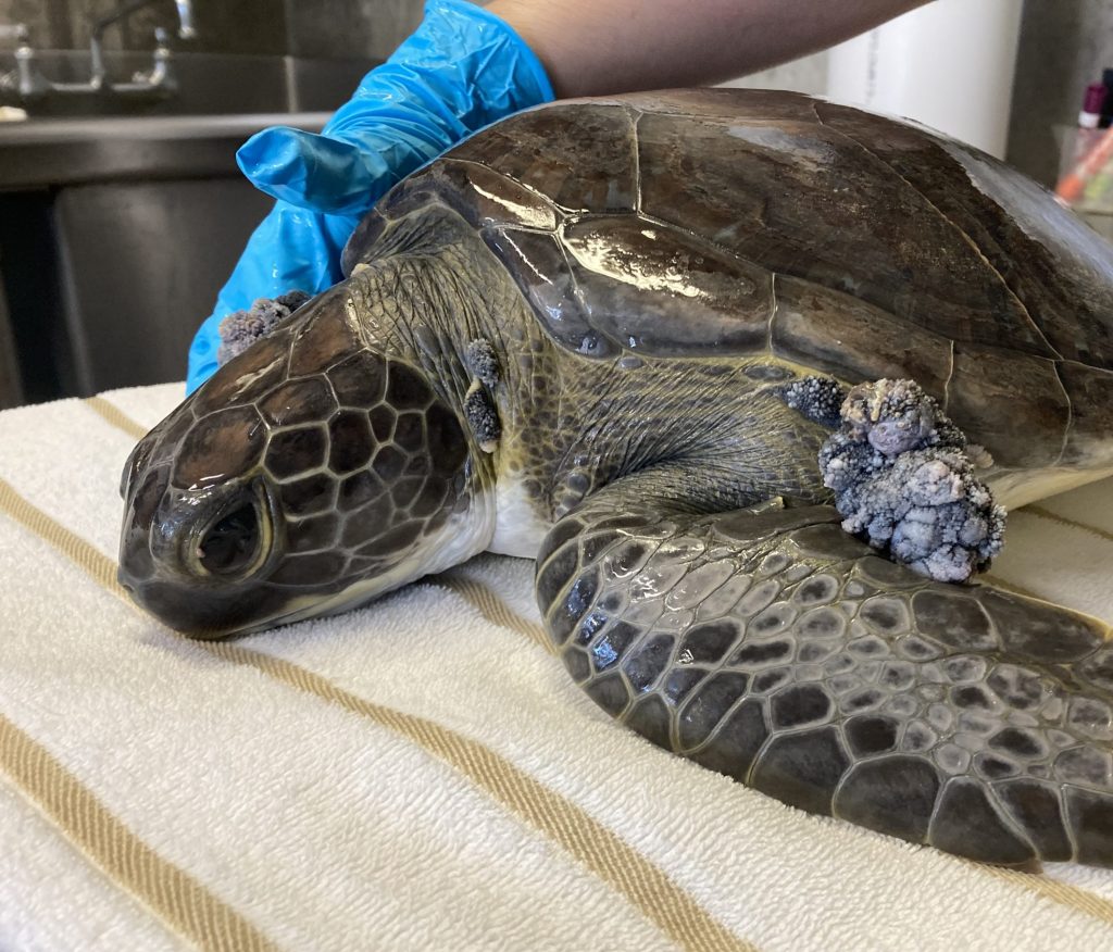 Sea Turtle Hospital Patient – Cuyahoga Valley - Clearwater Marine Aquarium