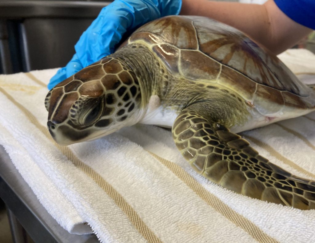 Sea Turtle Hospital Patient – Haleakala - Clearwater Marine Aquarium