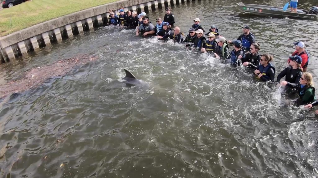 Rescue Mission - Dolphin Calf Injured by Spearfishing Gear - Clearwater  Marine Aquarium