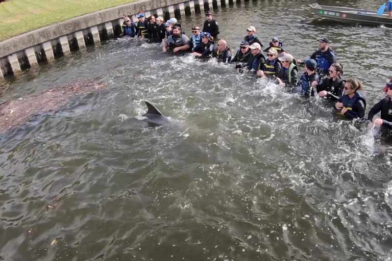 Dolphin rescued from creek