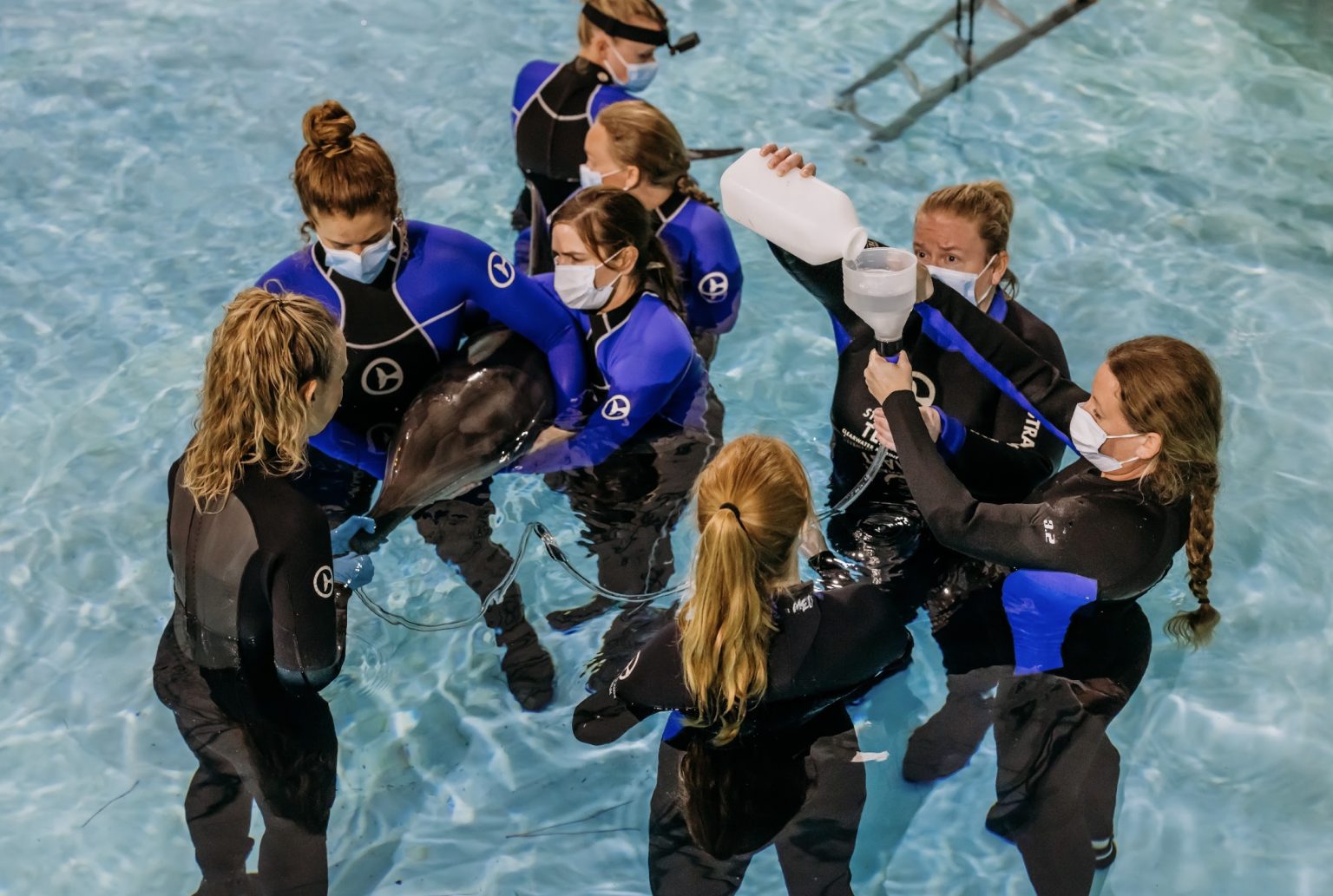Rescued Dolphin Continues to Show Progress at Fred Howard Park ...