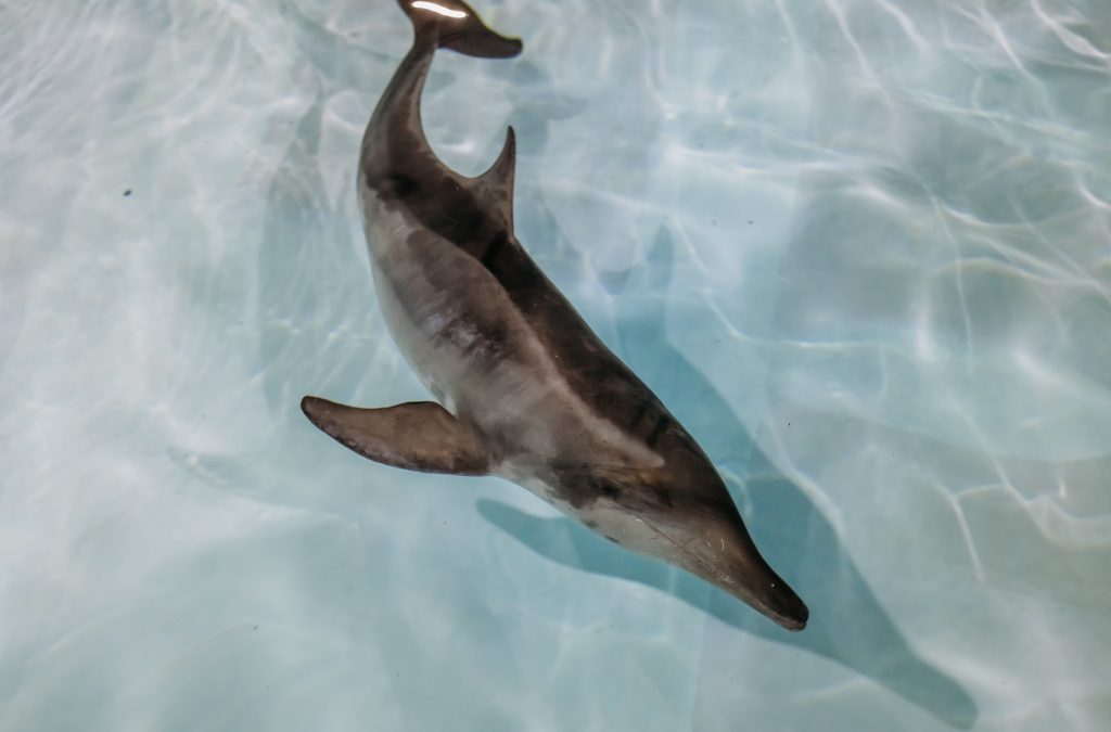 Clearwater Marine Aquarium to Welcome Rescued Rough-Toothed Dolphin