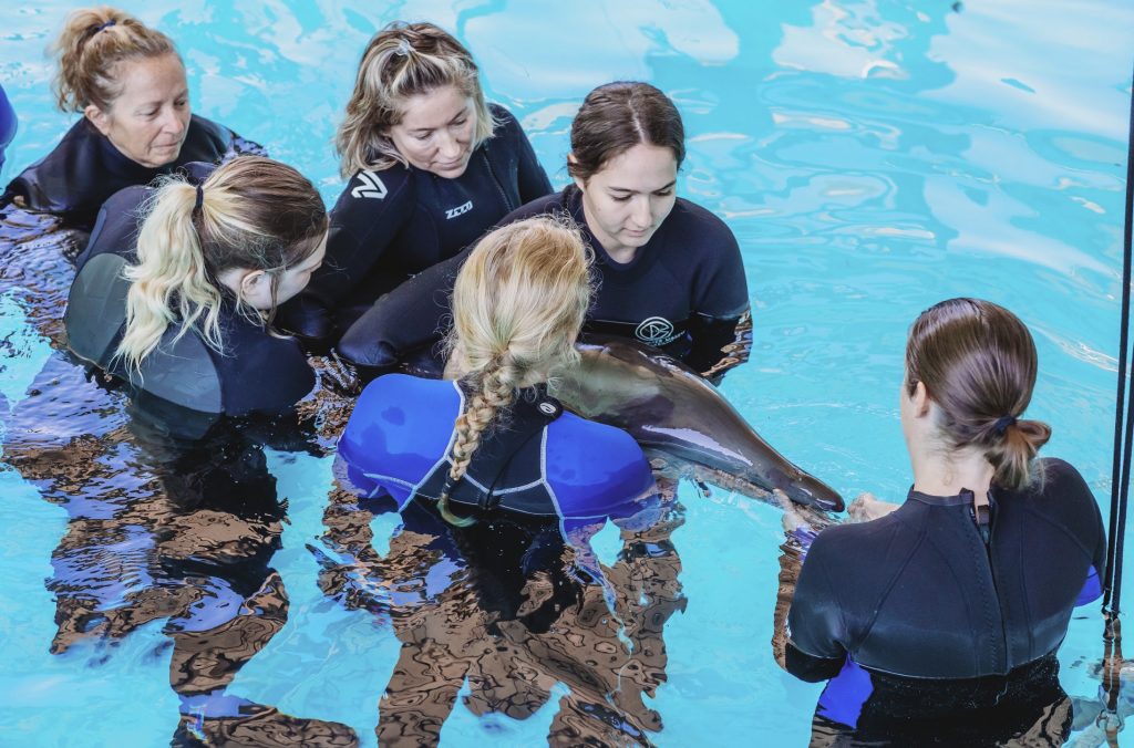 Rescue Mission - Dolphin Calf Injured by Spearfishing Gear - Clearwater  Marine Aquarium