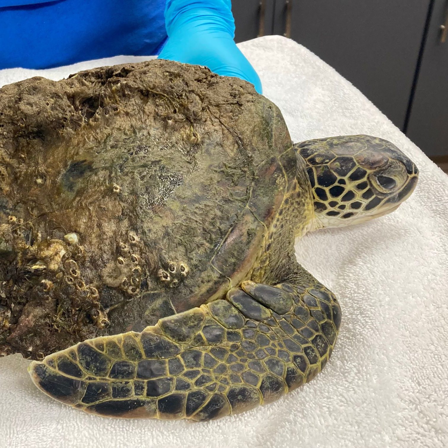 Sea Turtle Hospital Patient – Mesa Verde - Clearwater Marine Aquarium