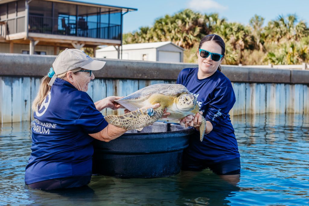 Big Bend sea turtle release